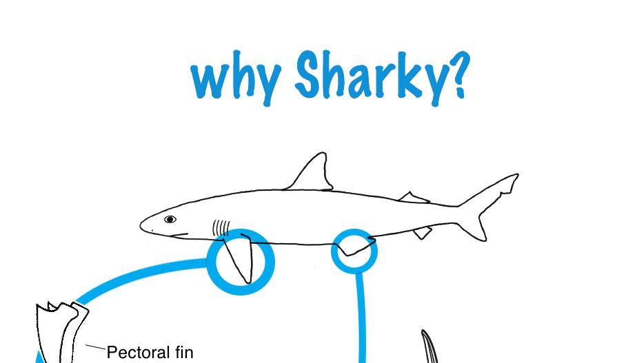 Kristalia - Sharky - na, de miért éppen cápának nevezték el?! Kristalia,Sharky,miért,éppen,cápának,nevezték